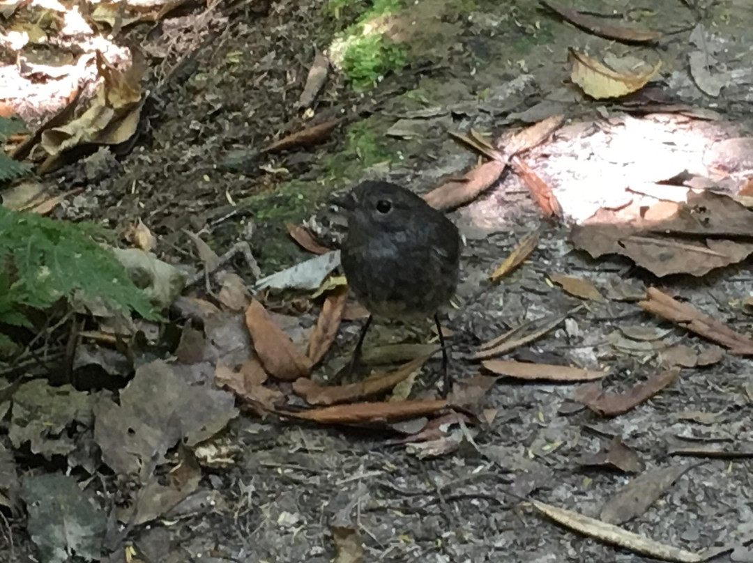 Kapiti Island Eco Experience-帕拉帕拉乌姆必去景点