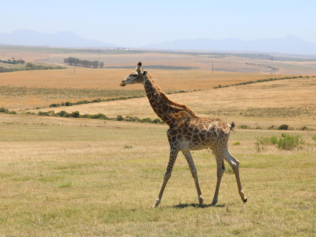 Garden Route Game Lodge Day Safaris-阿尔贝蒂娜必去景点