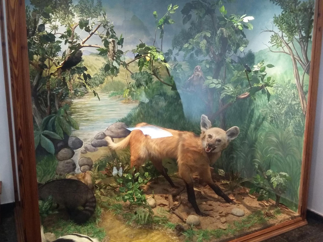 Natural History Academic Museum-Juiz de Fora必去景点