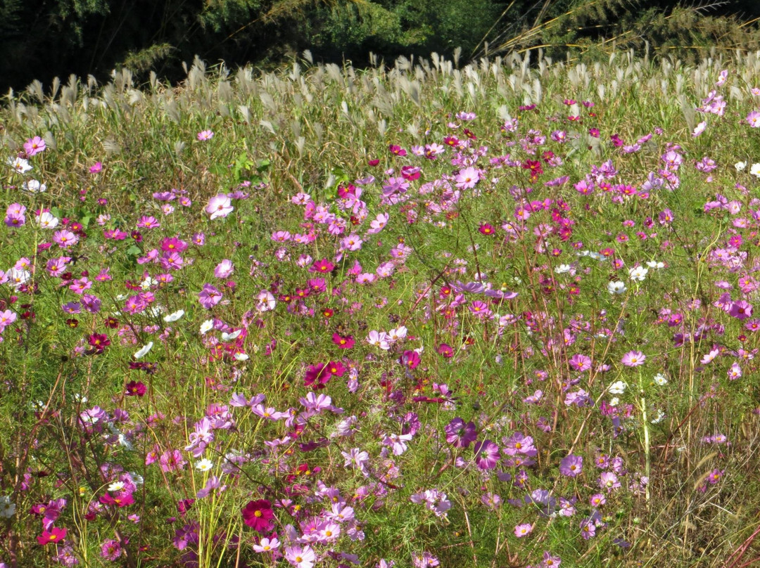 Yoro River Area-市原市必去景点
