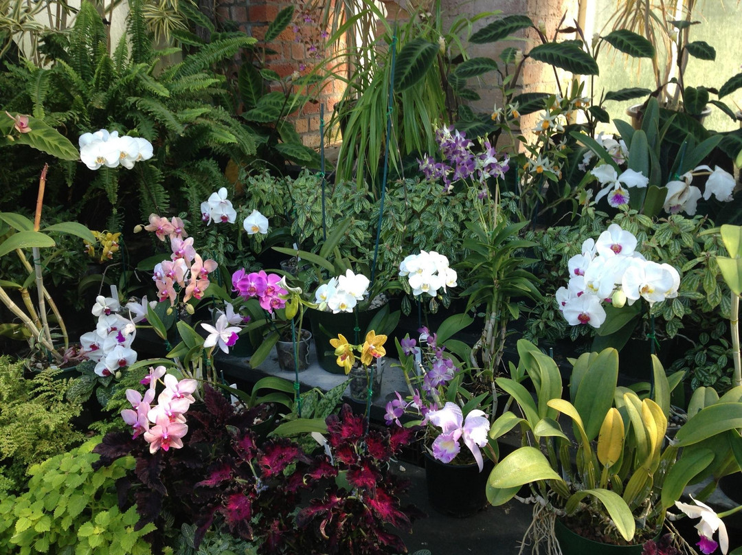 Winter Garden Auckland Domain-奥克兰中心地区必去景点