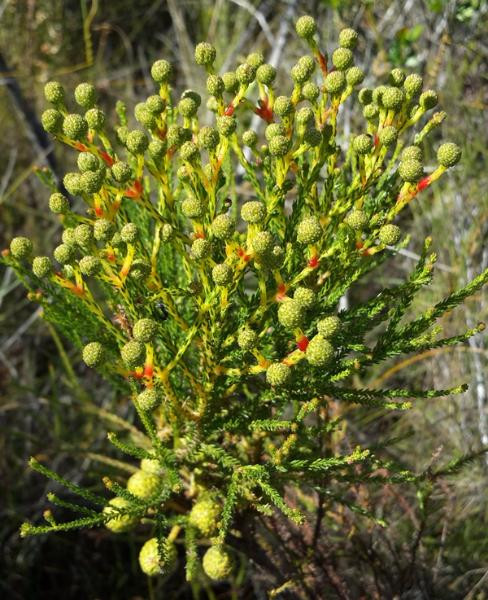 Pledge Nature Reserve-克尼斯纳必去景点