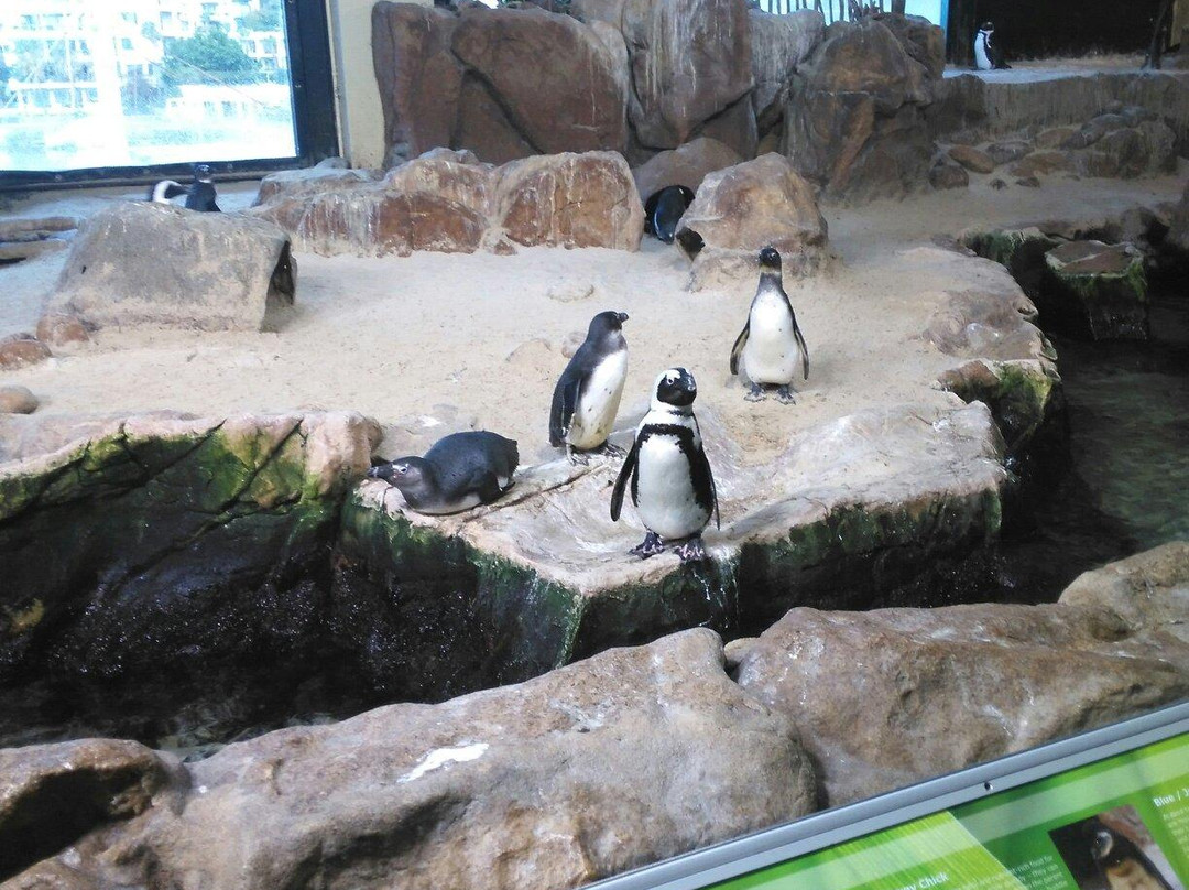 Two Oceans Aquarium-开普敦中心区必去景点