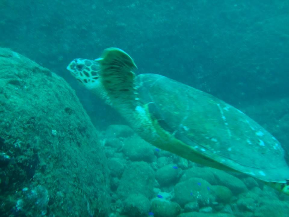 Angel Diving-Trincomalee必去景点
