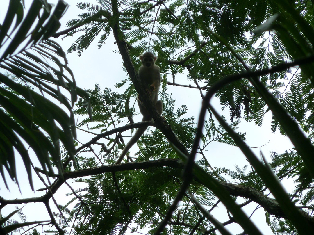 Jungle Amazone Adventure景点图片