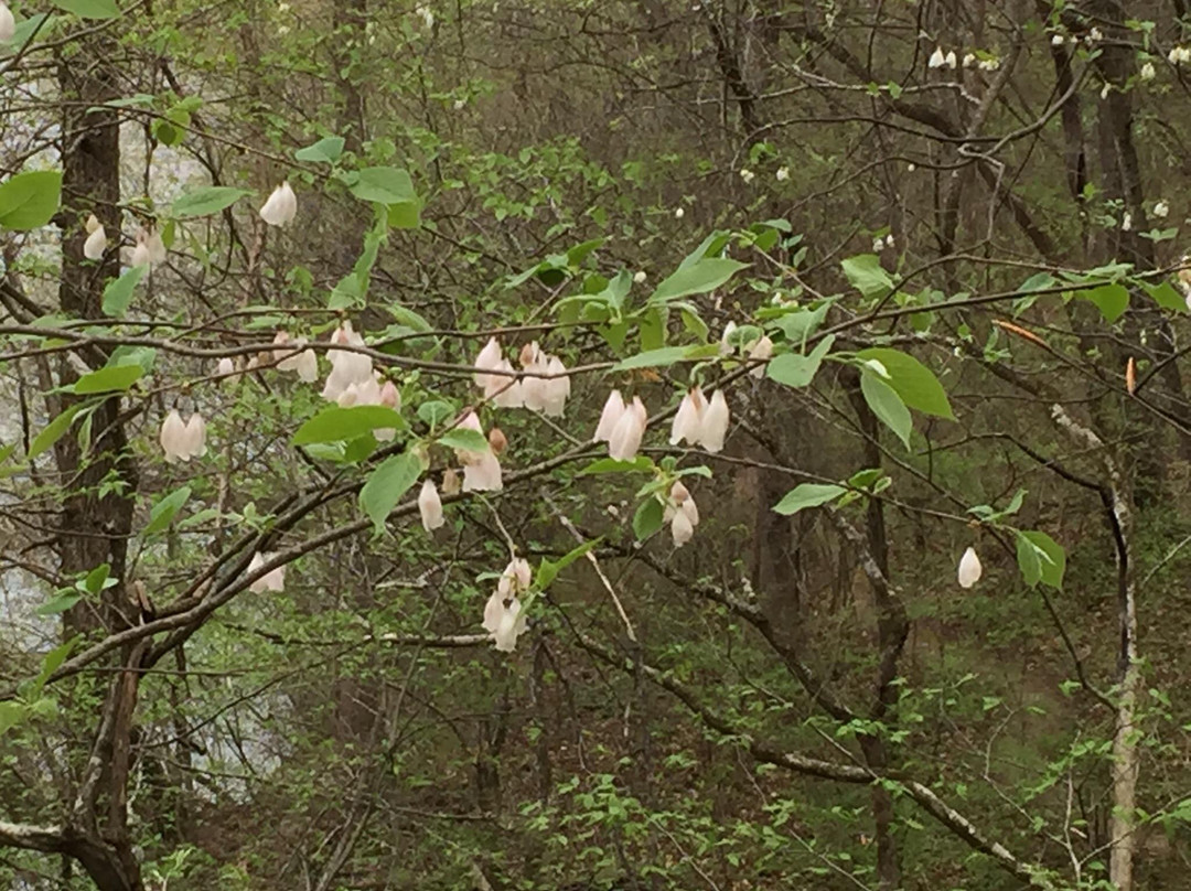 Boone's Cave Park-Lexington必去景点