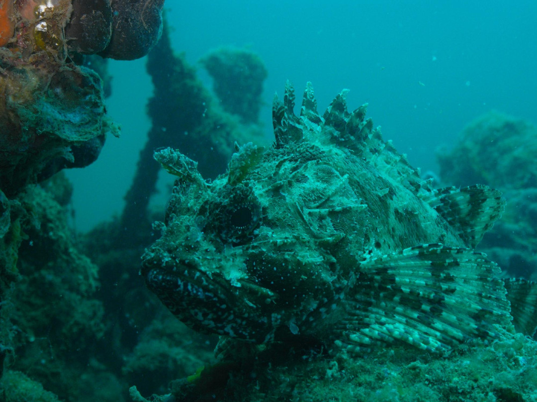 Zeus Faber Diving Center Lanterna-Tar-Vabriga必去景点
