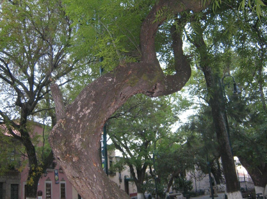 玫瑰花园-莫雷利亚必去景点