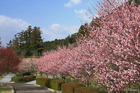 Hotarunosato, Motogi River Park-福津市必去景点