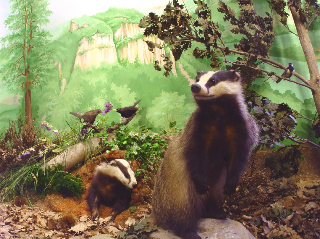 Museo Civico Craveri di Storia Naturale-Bra必去景点