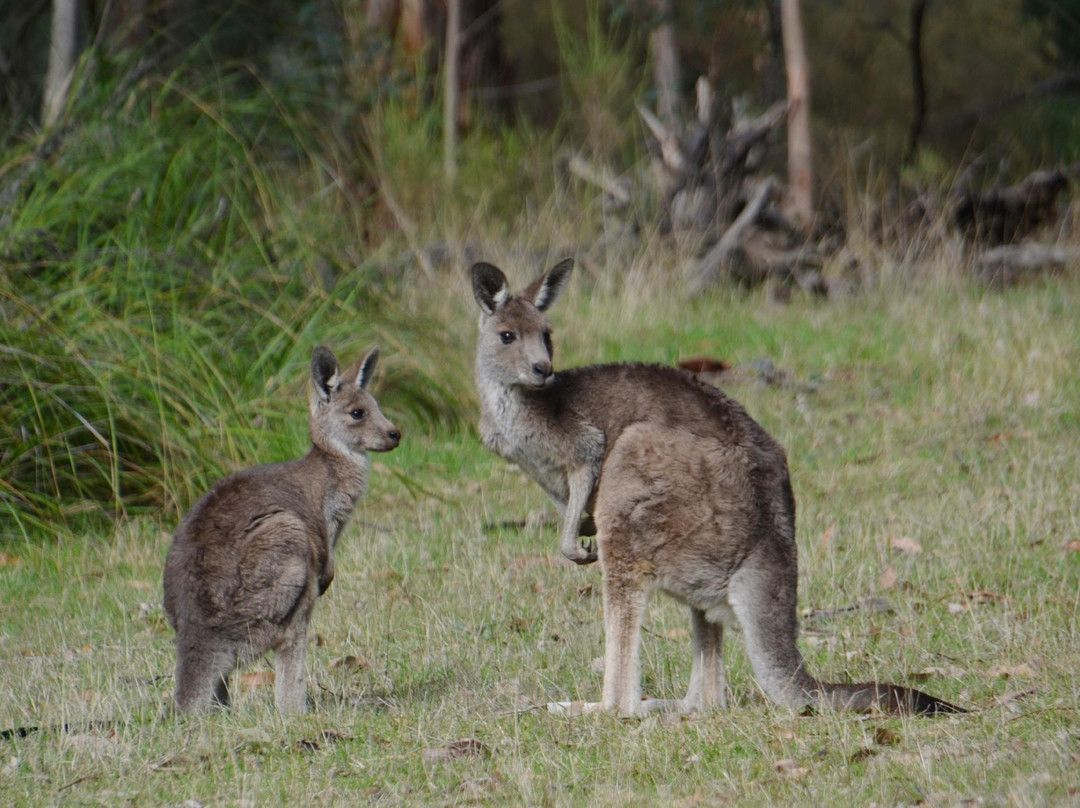 Lysterfield Park景点图片