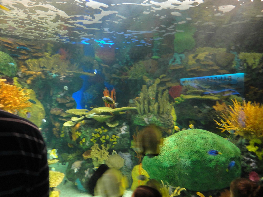 加拿大里普利水族馆-多伦多必去景点