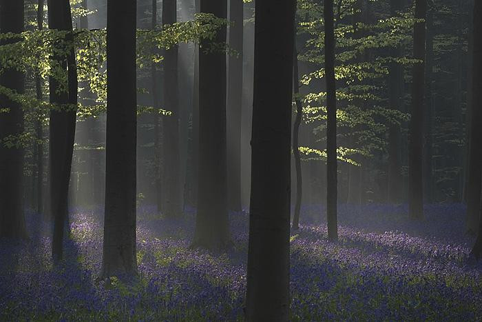 Hallerbos-哈勒必去景点