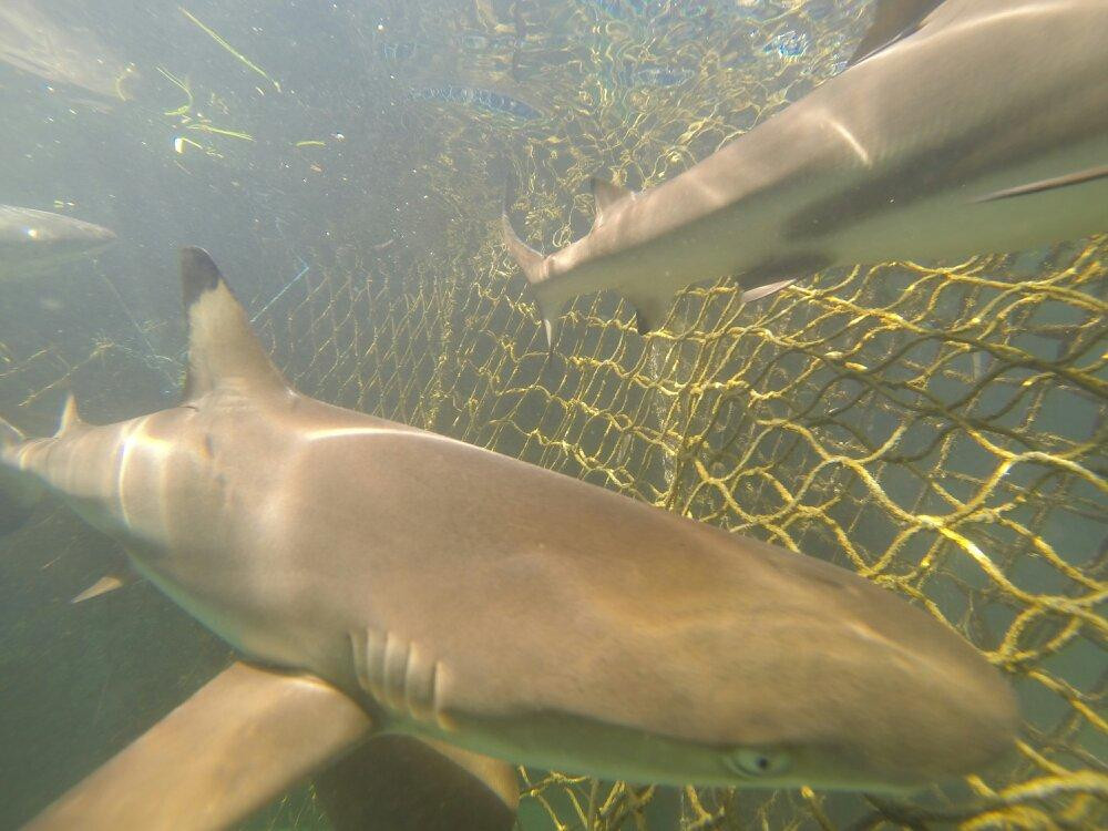 Bali Sharks-Serangan必去景点