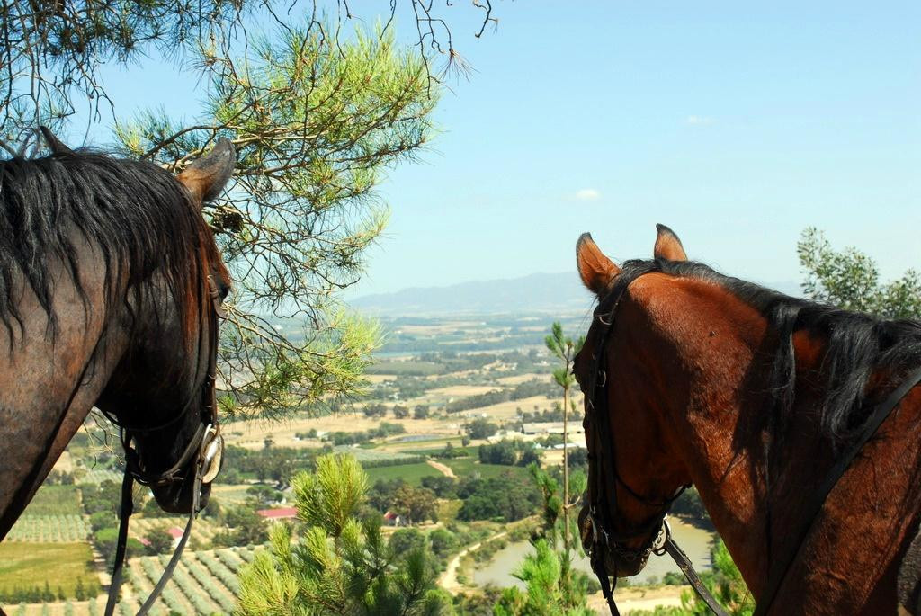 Fynbos Trails-惠灵顿必去景点