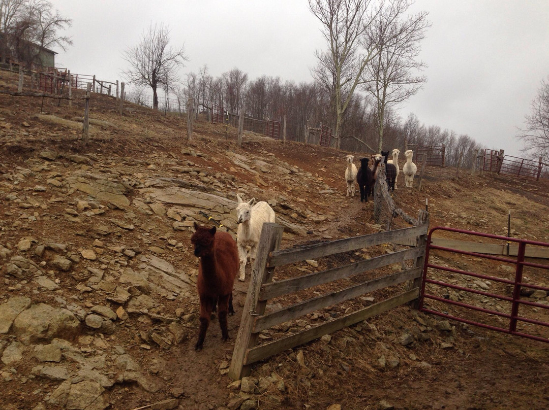 Apple Hill Farm景点图片