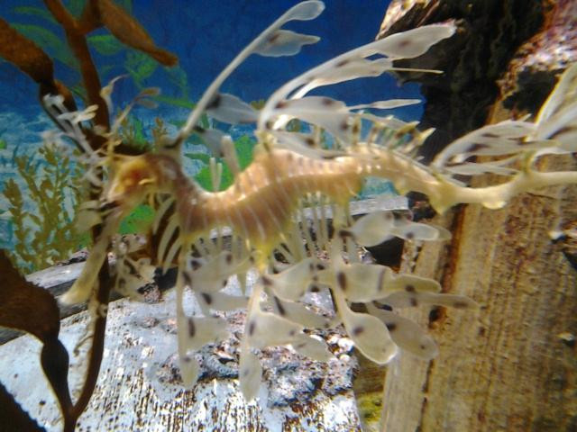 S.E.A.海洋館-圣淘沙岛必去景点