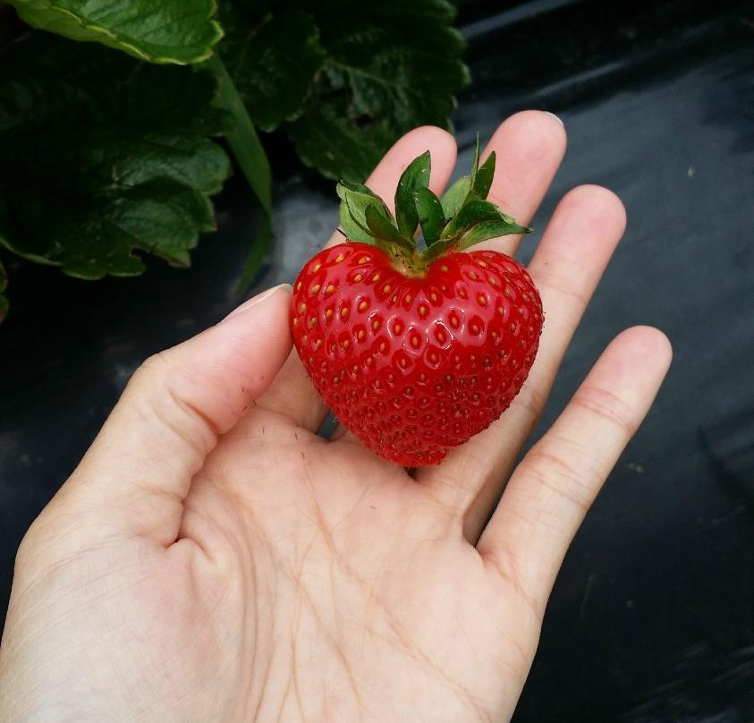 Berry World-廷布恩必去景点