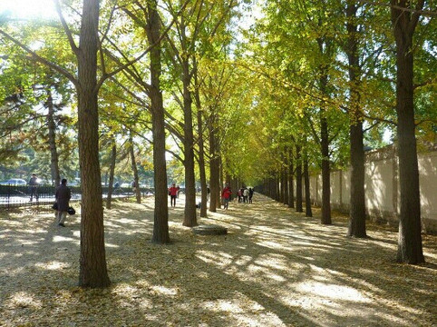 钓鱼台银杏大道-北京市必去景点