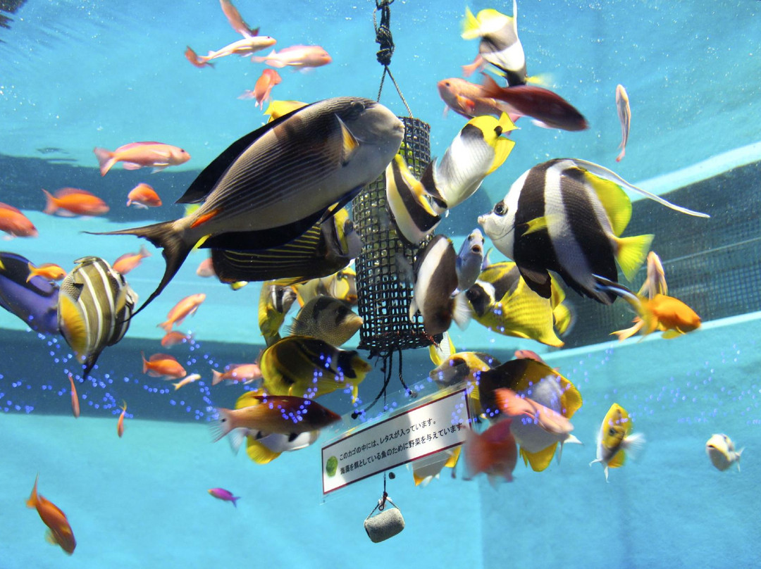 Hakoneen Aquarium-箱根町必去景点