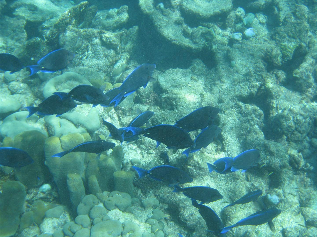 Private Snorkeling Aruba- Day Tours-棕榈/鹰海滩必去景点