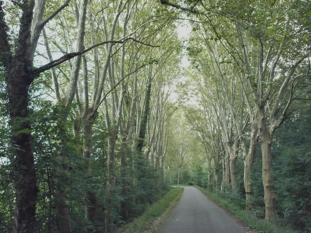 Forêt De La Robertsau景点图片