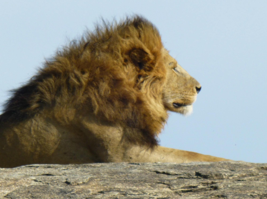 Shadows of Africa-阿鲁沙必去景点