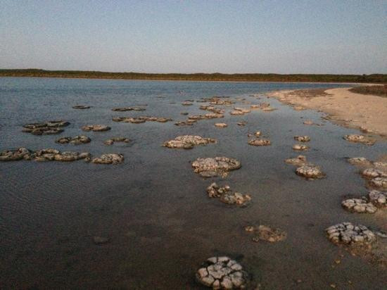 Stromatolites-塞万提斯必去景点