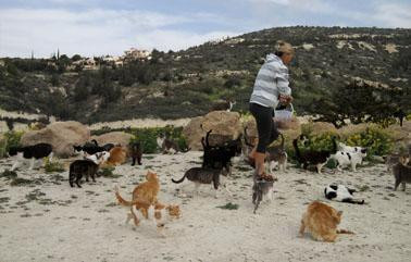Tala Monastery Cat Park-Tala必去景点