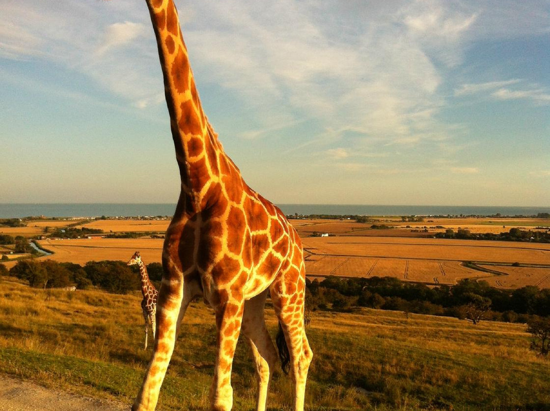 Port Lympne Reserve景点图片