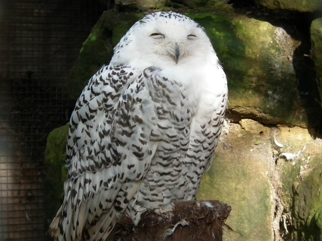 Kirkleatham Owl Center-Redcar必去景点