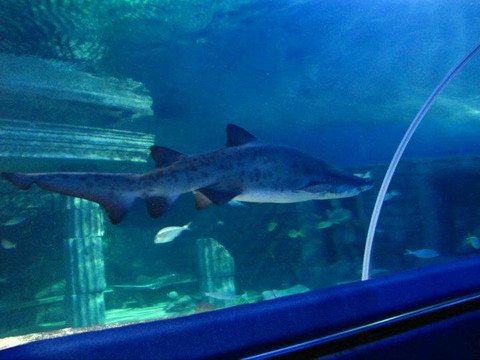 Istanbul Sea Life Aquarium-伊斯坦布尔必去景点