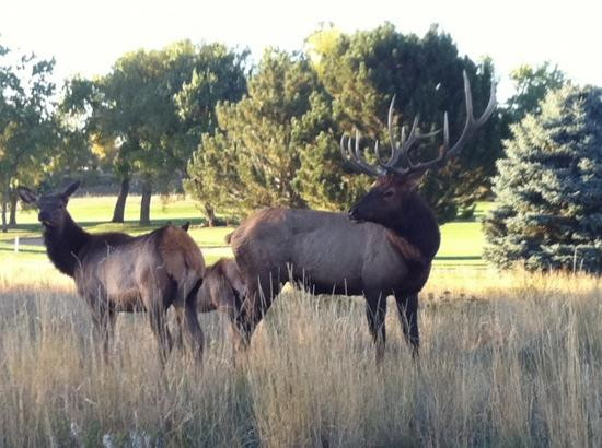 Mariana Butte Golf Course-拉夫兰必去景点