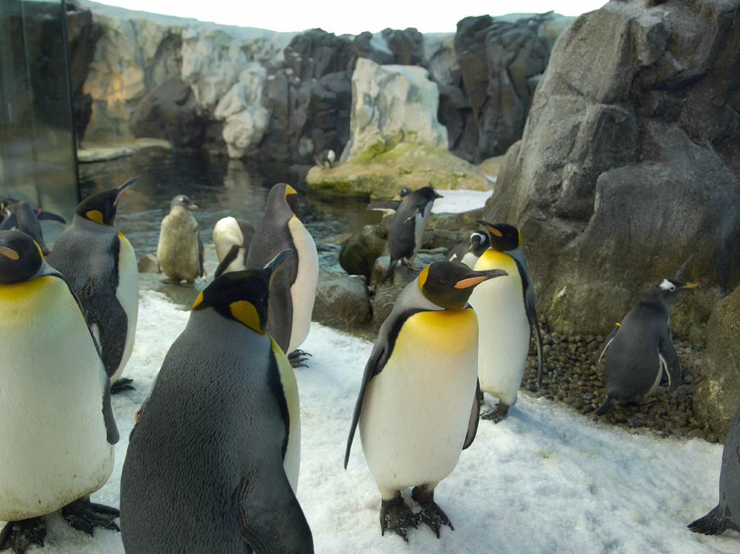 Odense Zoo-欧登塞必去景点
