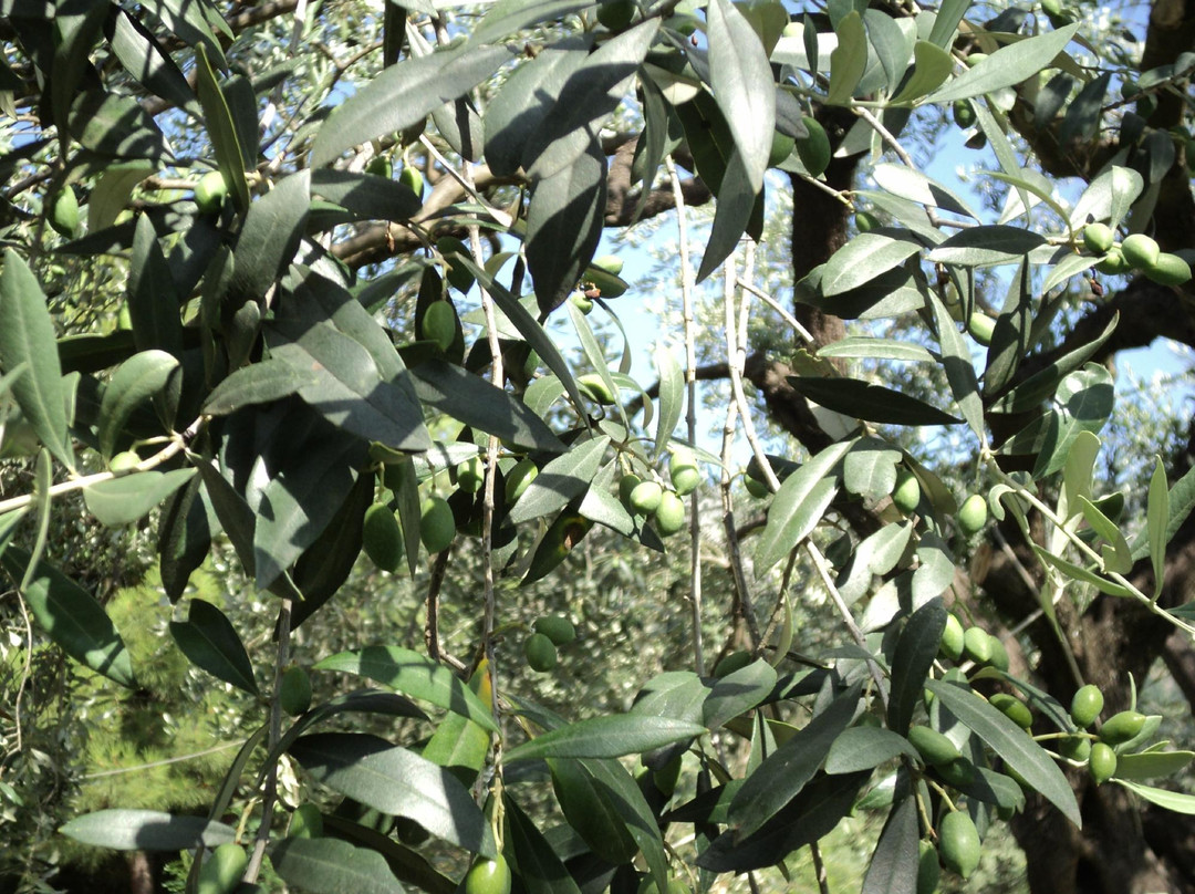 Sarimpalas Rooms主图