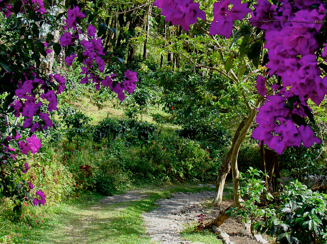 Cloud Forest Botanicals景点图片