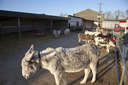 Island Farm Donkey Sanctuary-沃灵福德必去景点