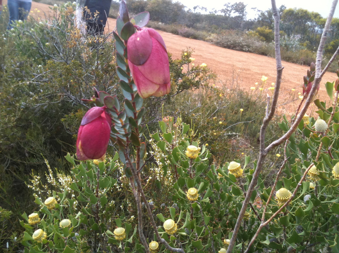 Fitzgerald FF Safaris-Hopetoun必去景点