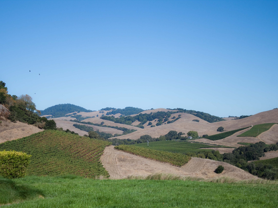 阿尔特萨酒庄-纳帕必去景点