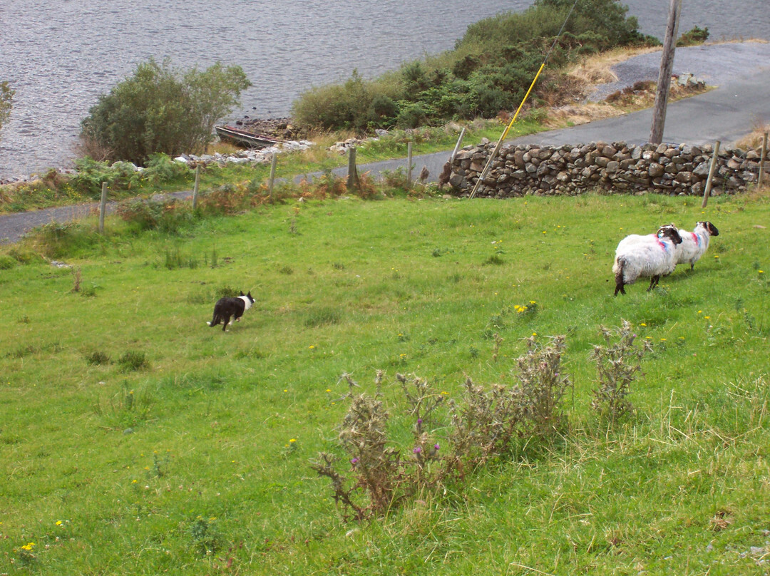 Joyce Country Sheepdogs景点图片