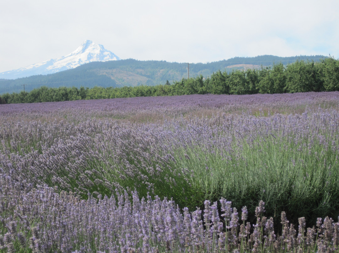 Hood River Lavender Farms-胡德里弗必去景点