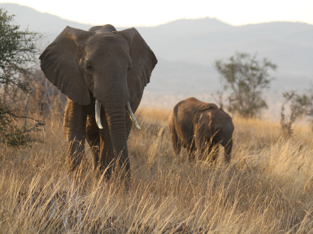 Eyes On Africa Safaris-马赛马拉国家野生动物保护区必去景点