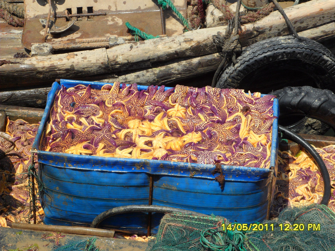 日照桃花岛风情园-日照市必去景点