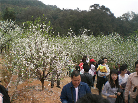 南海南国桃园-佛山市必去景点