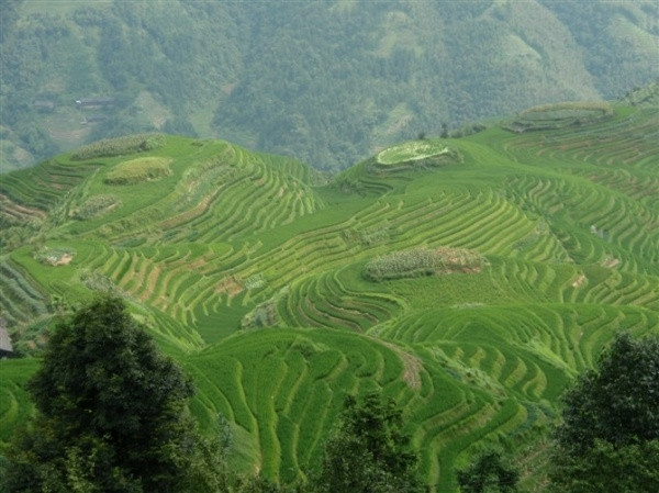 龙脊梯田景点图片