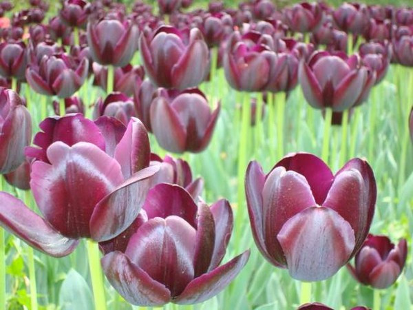 南京情侣园-南京市必去景点