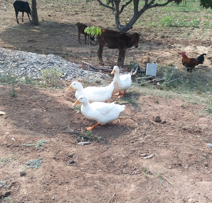 Shodhan Farm Campsite
