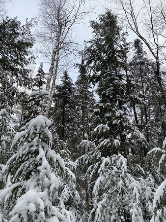 Forest Lodge Nature Trail景点图片
