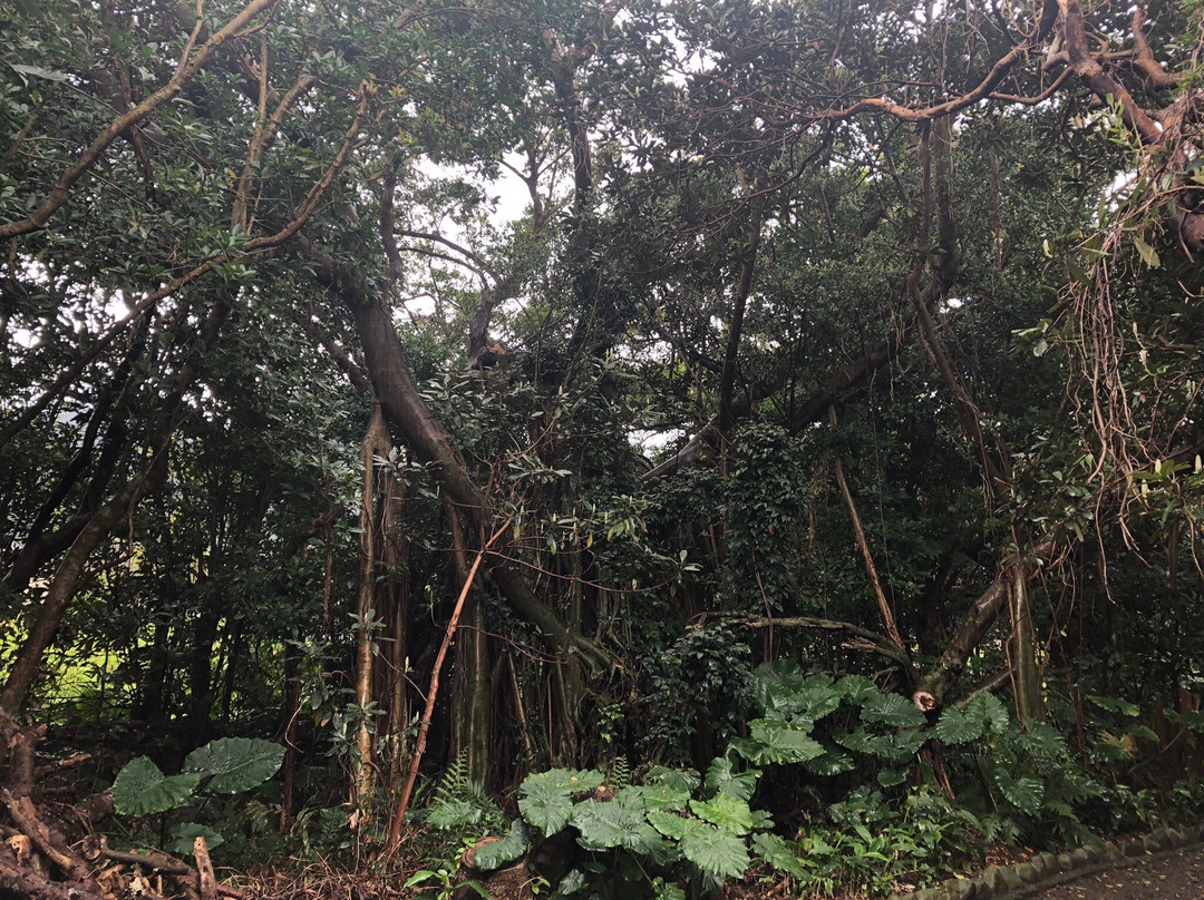 Shitogo Banyan Tree景点图片