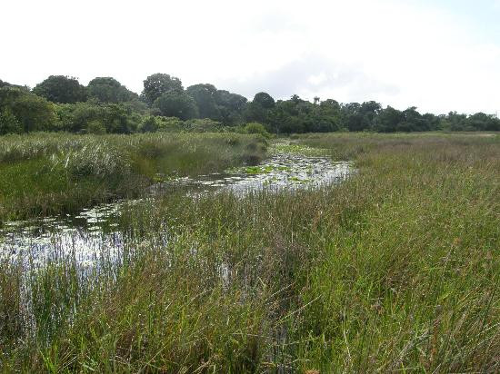 La Brea Pitch Lake-特立尼达必去景点